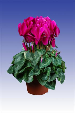 Photo de variété de fleurs à utiliser comme: Pot Cyclamen persicum Super Serie® Allure® F1 Dark Violet