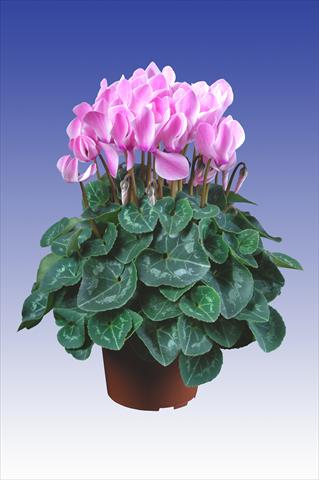 Photo de variété de fleurs à utiliser comme: Pot Cyclamen persicum Super Serie® Allure® F1 Neon Flamed