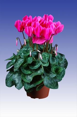 Photo de variété de fleurs à utiliser comme: Pot Cyclamen persicum Super Serie® Allure® F1 Neon Pink