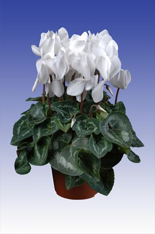 Photo de variété de fleurs à utiliser comme: Pot Cyclamen persicum Super Serie® Allure® F1 Pure White