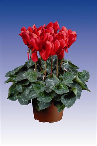 Photo de variété de fleurs à utiliser comme: Pot Cyclamen persicum Super Serie® Allure® F1 Red