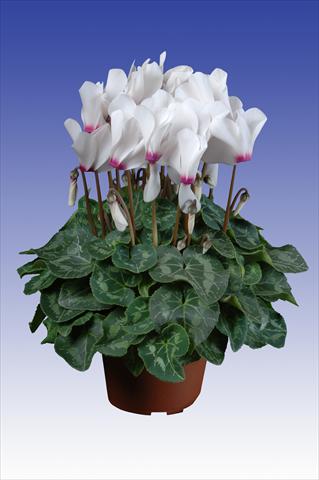 Photo de variété de fleurs à utiliser comme: Pot Cyclamen persicum Super Serie® Allure® F1 White with Eye