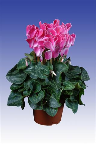 Photo de variété de fleurs à utiliser comme: Pot Cyclamen persicum Super Serie® Allure® F1 Wine Red Flamed