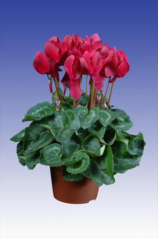 Photo de variété de fleurs à utiliser comme: Pot Cyclamen persicum Super Serie® Allure® F1 Wine Red