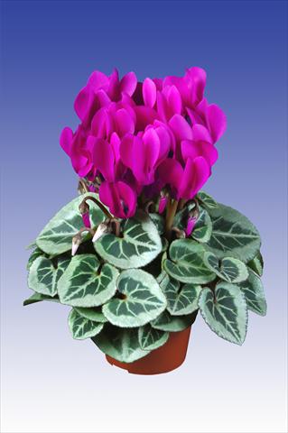 Photo de variété de fleurs à utiliser comme: Pot Cyclamen persicum Super Serie® Da Vinci® F1 Dark Violet