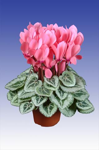 Photo de variété de fleurs à utiliser comme: Pot Cyclamen persicum Super Serie® Da Vinci® F1 Light Salmon Pink