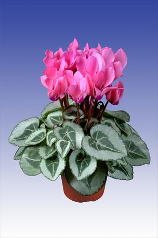 Photo de variété de fleurs à utiliser comme: Pot Cyclamen persicum Super Serie® Da Vinci® F1 Neon Pink