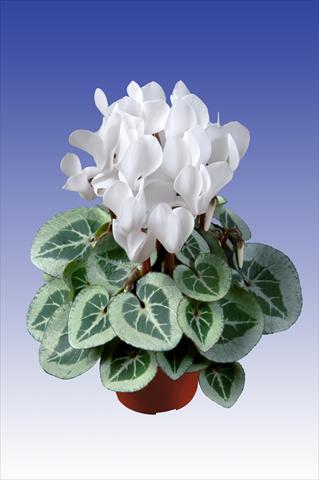 Photo de variété de fleurs à utiliser comme: Pot Cyclamen persicum Super Serie® Da Vinci® F1 Pure White