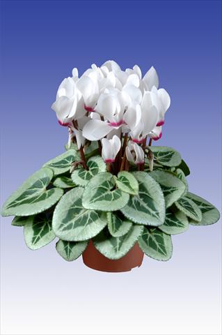 Photo de variété de fleurs à utiliser comme: Pot Cyclamen persicum Super Serie® Da Vinci® F1 White with Eye