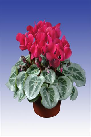 Photo de variété de fleurs à utiliser comme: Pot Cyclamen persicum Super Serie® Da Vinci® F1 Wine Red