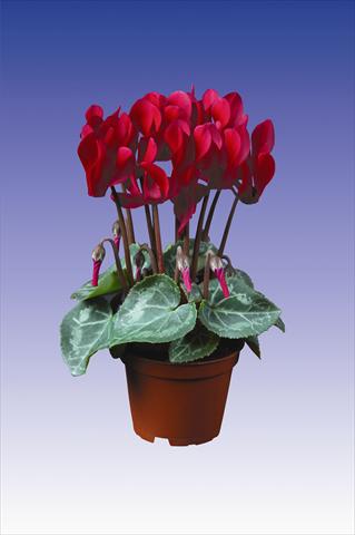 Photo de variété de fleurs à utiliser comme: Pot Cyclamen persicum Super Serie® Micro® F1 Deep Wine Red