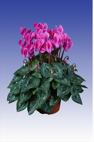 Photo de variété de fleurs à utiliser comme: Pot Cyclamen persicum Super Serie® Original® F1 Violet Flamed