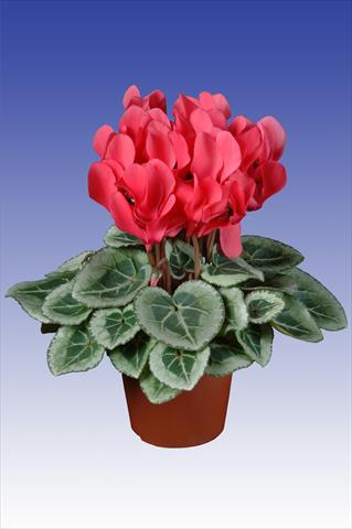 Photo de variété de fleurs à utiliser comme: Pot Cyclamen persicum Super Serie® Picasso® F1 Dark Salmon Pink