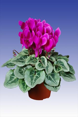 Photo de variété de fleurs à utiliser comme: Pot Cyclamen persicum Super Serie® Picasso® F1 Dark Violet