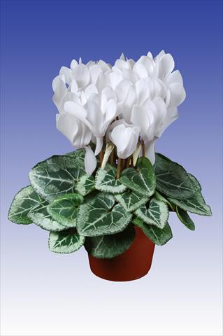 Photo de variété de fleurs à utiliser comme: Pot Cyclamen persicum Super Serie® Picasso® F1 Pure White
