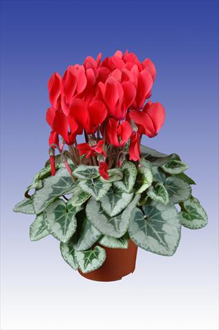 Photo de variété de fleurs à utiliser comme: Pot Cyclamen persicum Super Serie® Picasso® F1 Red