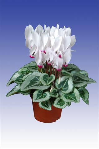 Photo de variété de fleurs à utiliser comme: Pot Cyclamen persicum Super Serie® Picasso® F1 White with Eye