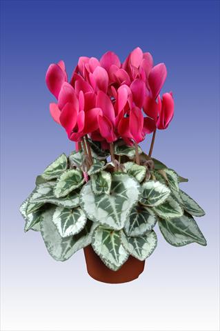 Photo de variété de fleurs à utiliser comme: Pot Cyclamen persicum Super Serie® Picasso® F1 Wine Red