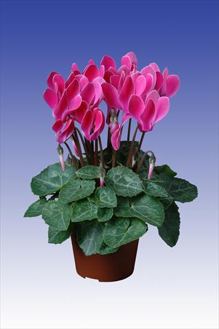 Photo de variété de fleurs à utiliser comme: Pot Cyclamen persicum Super Serie® Verano® F1 Wine Red Flamed