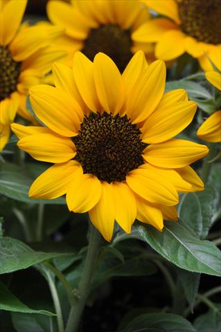 Photo de variété de fleurs à utiliser comme: Pot et Plante à massif Helianthus annuus Miss Sunshine