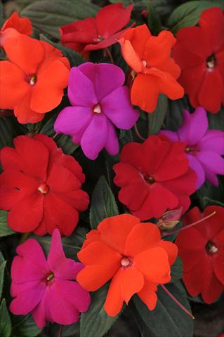 Photo de variété de fleurs à utiliser comme: Plante à massif/ plante de bordure Impatiens N. Guinea Divine Hot Mix