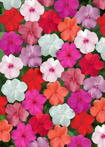 Photo de variété de fleurs à utiliser comme: Plante à massif/ plante de bordure Impatiens walleriana Super Elfin™ Clear Mix
