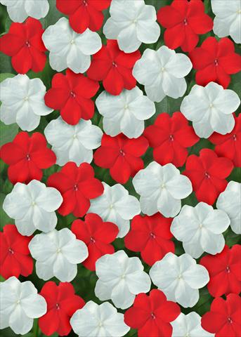 Photo de variété de fleurs à utiliser comme: Plante à massif/ plante de bordure Impatiens walleriana Super Elfin™ Red White Mix
