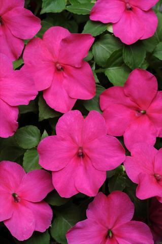 Photo de variété de fleurs à utiliser comme: Plante à massif/ plante de bordure Impatiens walleriana Super Elfin™ Rose Imp XP