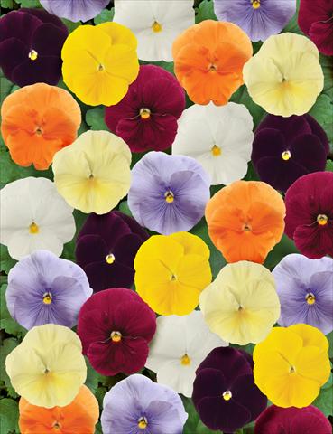 Photo de variété de fleurs à utiliser comme: Pot et Plante à massif Viola wittrockiana Matrix Clear Mix