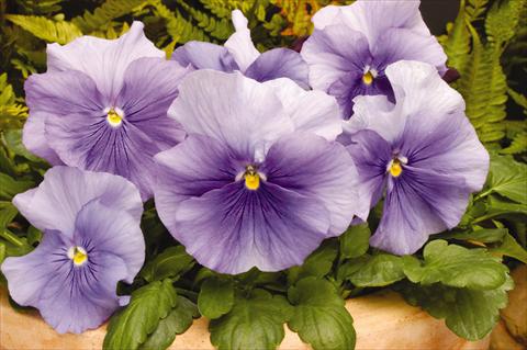 Photo de variété de fleurs à utiliser comme: Pot et Plante à massif Viola wittrockiana Matrix Light Blue
