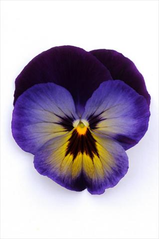 Photo de variété de fleurs à utiliser comme: Pot et Plante à massif Viola wittrockiana Matrix Midnight Glow