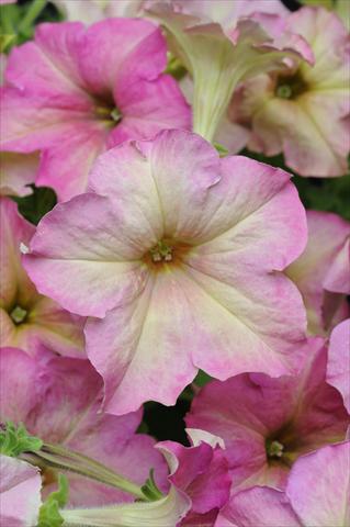 Photo de variété de fleurs à utiliser comme: Suspension / pot Petunia grandiflora Sophistica Antique Shades