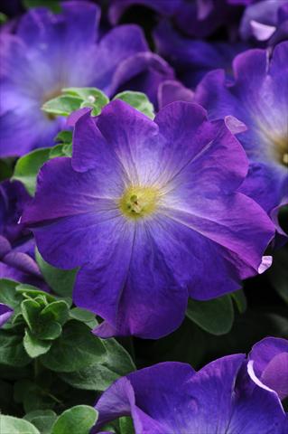 Photo de variété de fleurs à utiliser comme: Suspension / pot Petunia grandiflora Sophistica Blue Morn