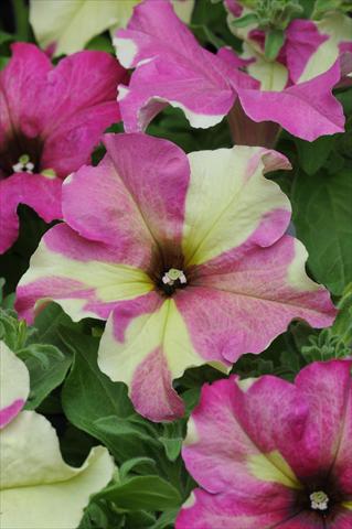Photo de variété de fleurs à utiliser comme: Suspension / pot Petunia grandiflora Sophistica Lime Bicolor