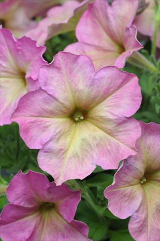 Photo de variété de fleurs à utiliser comme: Suspension / pot Petunia multiflora Debonair Dusty Rose