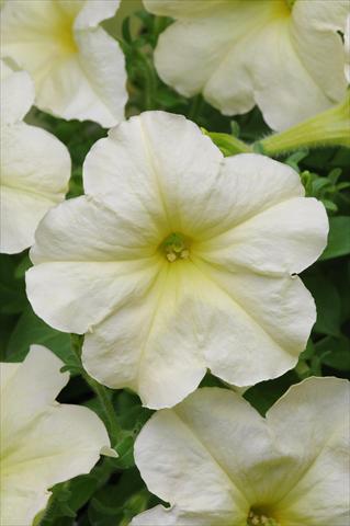Photo de variété de fleurs à utiliser comme: Suspension / pot Petunia multiflora Debonair Lime Green