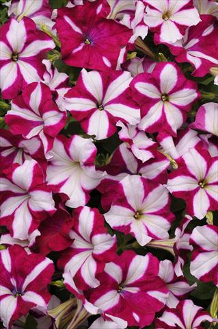 Photo de variété de fleurs à utiliser comme: Suspension / pot Petunia x hybrida Easy Wave Burgundy Star