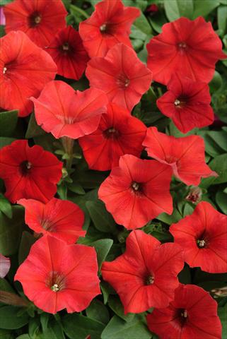 Photo de variété de fleurs à utiliser comme: Suspension / pot Petunia x hybrida Easy Wave Red