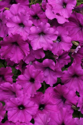 Photo de variété de fleurs à utiliser comme: Suspension / pot Petunia x hybrida Easy Wave Violet
