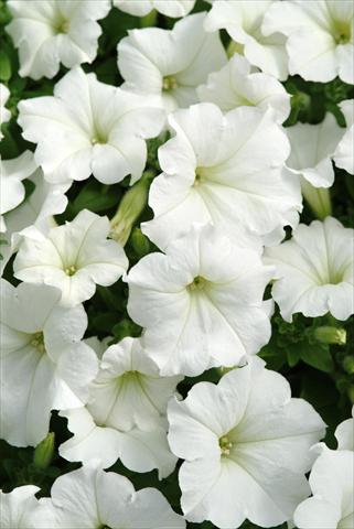 Photo de variété de fleurs à utiliser comme: Suspension / pot Petunia x hybrida Easy Wave White Imp