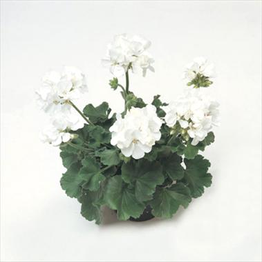 Photo de variété de fleurs à utiliser comme: Suspension / pot Pelargonium zonale Libra Improved
