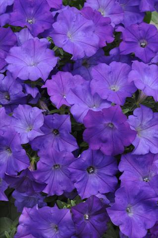 Photo de variété de fleurs à utiliser comme: Suspension / pot Petunia x hybrida Shock Wave Denim
