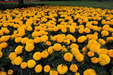 Photo de variété de fleurs à utiliser comme: Plante à massif, pot ou Suspension Tagetes erecta Taishan African Gold