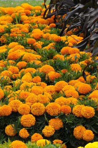 Photo de variété de fleurs à utiliser comme: Plante à massif, pot ou Suspension Tagetes erecta Taishan African Orange