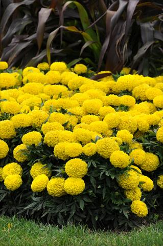 Photo de variété de fleurs à utiliser comme: Plante à massif, pot ou Suspension Tagetes erecta Taishan African Yellow