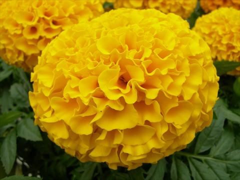Photo de variété de fleurs à utiliser comme: Plante à massif, pot ou Suspension Tagetes erecta Taishan Dwarf Gold