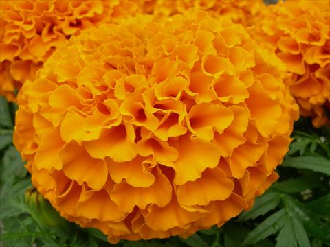Photo de variété de fleurs à utiliser comme: Plante à massif, pot ou Suspension Tagetes erecta Taishan Dwarf Orange