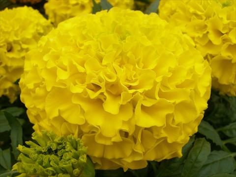 Photo de variété de fleurs à utiliser comme: Plante à massif, pot ou Suspension Tagetes erecta Taishan Dwarf Yellow