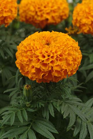 Photo de variété de fleurs à utiliser comme: Plante à massif, pot ou Suspension Tagetes erecta Taishan Orange