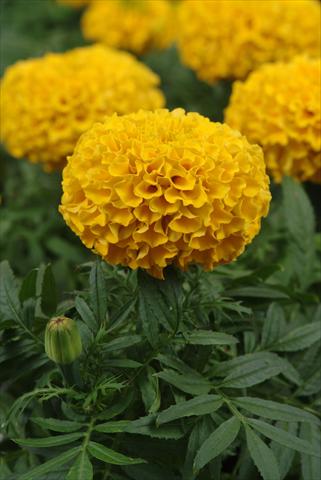 Photo de variété de fleurs à utiliser comme: Plante à massif, pot ou Suspension Tagetes erecta Taishan Gold